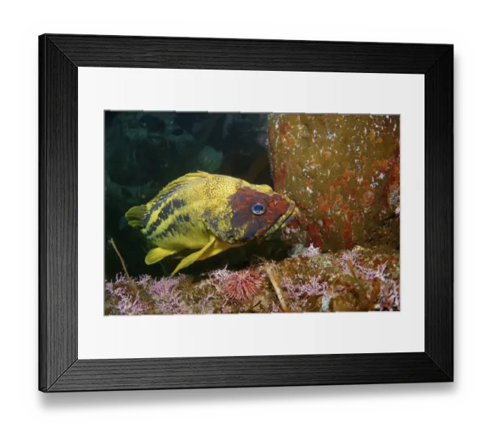 Framed Print : Yellow Rockfish or Three-stripe Rockfish -Sebastes trivittatus-, Japan Sea, Primorsky Krai, Russian Federation, Far East Framed Print : Yellow Rockfish or Three-stripe Rockfish -Sebastes trivittatus-, Japan Sea, Primorsky Krai, Russian Federation, Far East
