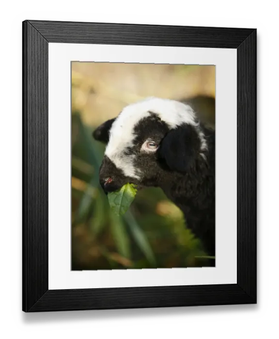 Framed Print : Black and white lamb eating, portrait Framed Print : Black and white lamb eating, portrait