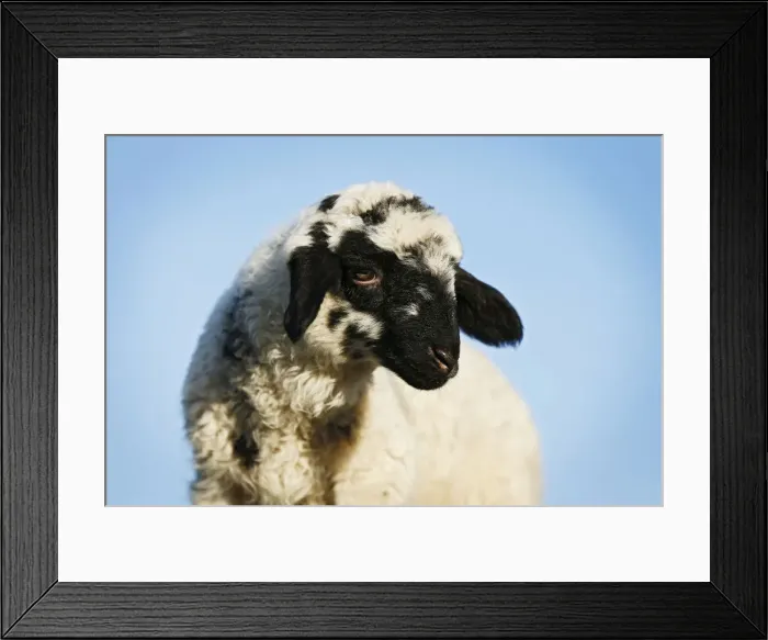 Framed Print : Lamb in front of a blue sky Framed Print : Lamb in front of a blue sky