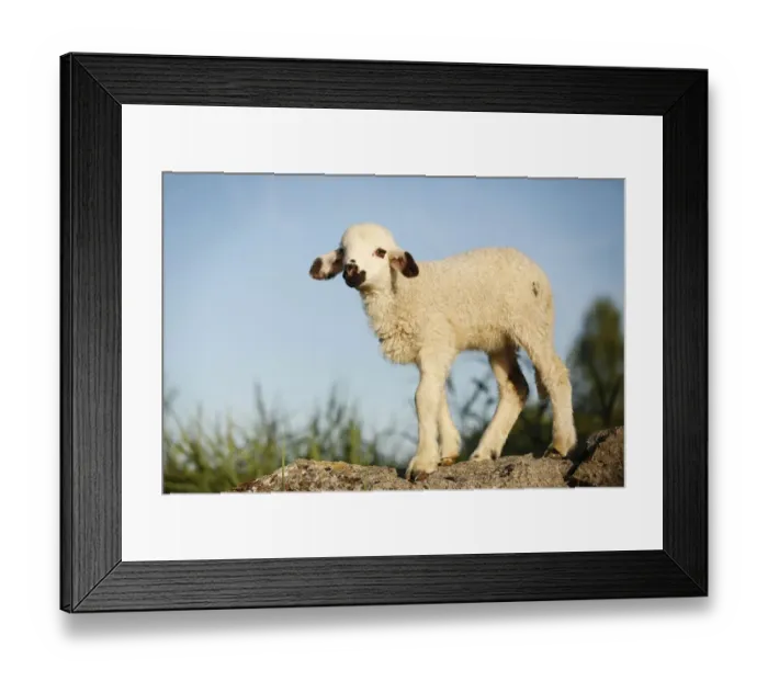 Framed Print : Lamb standing on a rock Framed Print : Lamb standing on a rock
