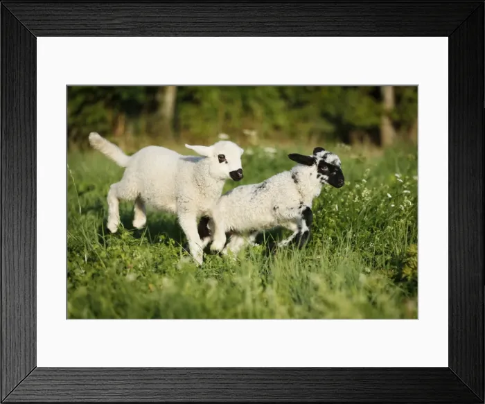 Framed Print : Two lambs jumping over a meadow Framed Print : Two lambs jumping over a meadow
