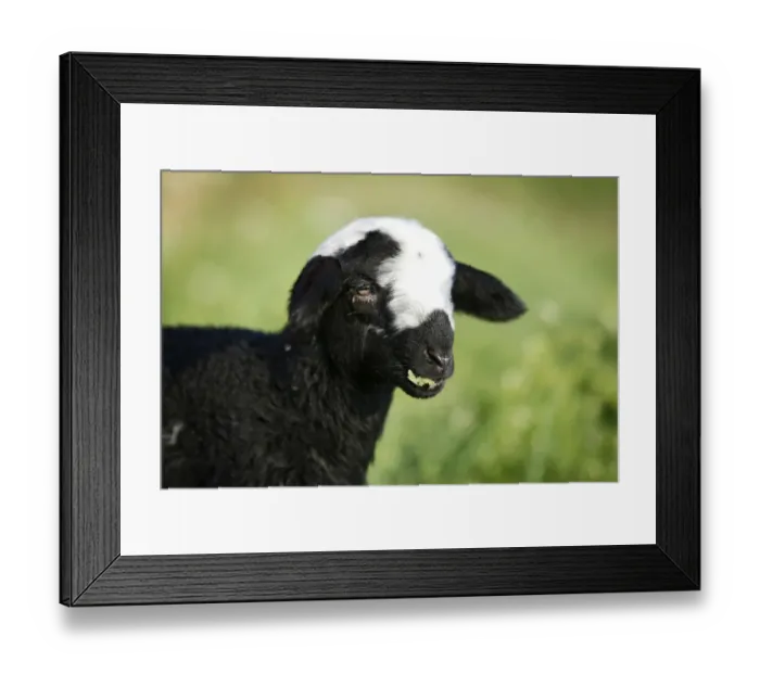 Framed Print : Black and white lamb grazing in a meadow, portrait Framed Print : Black and white lamb grazing in a meadow, portrait