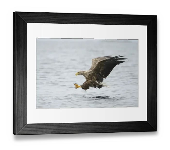 Framed Print : White-tailed Eagle or Sea Eagle -Haliaeetus albicilla- flying with outstretched claws, Lauvsnes, Flatanger, Nord-Trondelag, Trondelag, Norway Framed Print : White-tailed Eagle or Sea Eagle -Haliaeetus albicilla- flying with outstretched claws, Lauvsnes, Flatanger, Nord-Trondelag, Trondelag, Norway