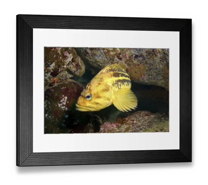 Framed Print : Yellow Rockfish or Three-stripe Rockfish -Sebastes trivittatus-, Sea of Japan, Far East, Primorsky Krai, Russian Federation, Sea of Japan, Russia Framed Print : Yellow Rockfish or Three-stripe Rockfish -Sebastes trivittatus-, Sea of Japan, Far East, Primorsky Krai, Russian Federation, Sea of Japan, Russia