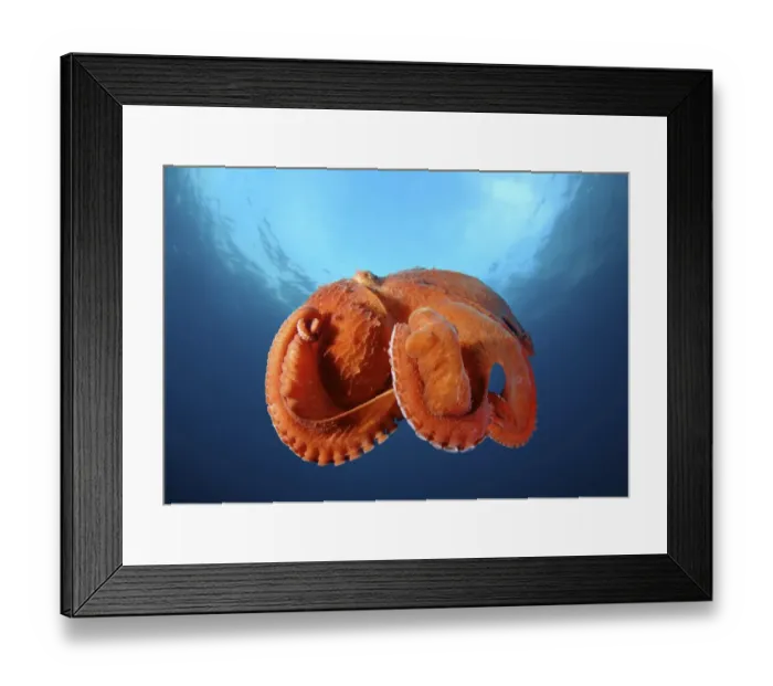 Framed Print : Giant Pacific octopus or North Pacific giant octopus -Enteroctopus dofleini-, Japan Sea, Primorsky Krai, Russian Federation Framed Print : Giant Pacific octopus or North Pacific giant octopus -Enteroctopus dofleini-, Japan Sea, Primorsky Krai, Russian Federation