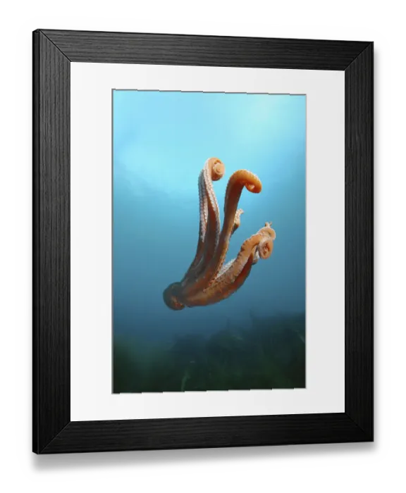 Framed Print : Giant Pacific octopus or North Pacific giant octopus -Enteroctopus dofleini-, Japan Sea, Primorsky Krai, Russian Federation Framed Print : Giant Pacific octopus or North Pacific giant octopus -Enteroctopus dofleini-, Japan Sea, Primorsky Krai, Russian Federation