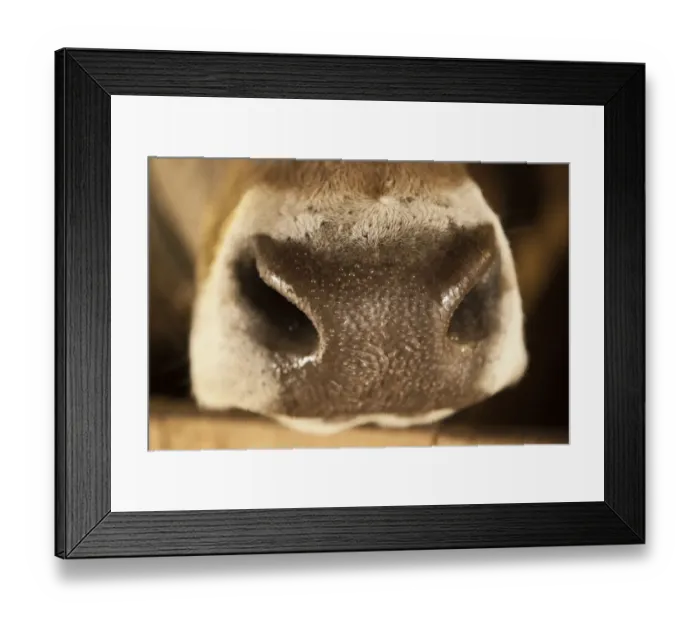 Framed Print : Nose of an Austrian cow, Brown Swiss, with water beads Framed Print : Nose of an Austrian cow, Brown Swiss, with water beads