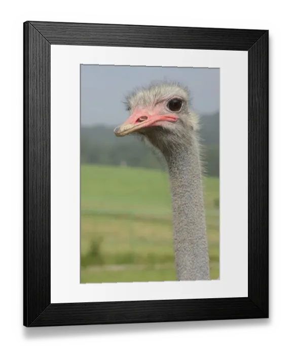 Framed Print : Ostrich -Struthio camelus-, portrait, ostrich farm, captive, Wermelskirchen, North Rhine-Westphalia, Germany, Europe Framed Print : Ostrich -Struthio camelus-, portrait, ostrich farm, captive, Wermelskirchen, North Rhine-Westphalia, Germany, Europe