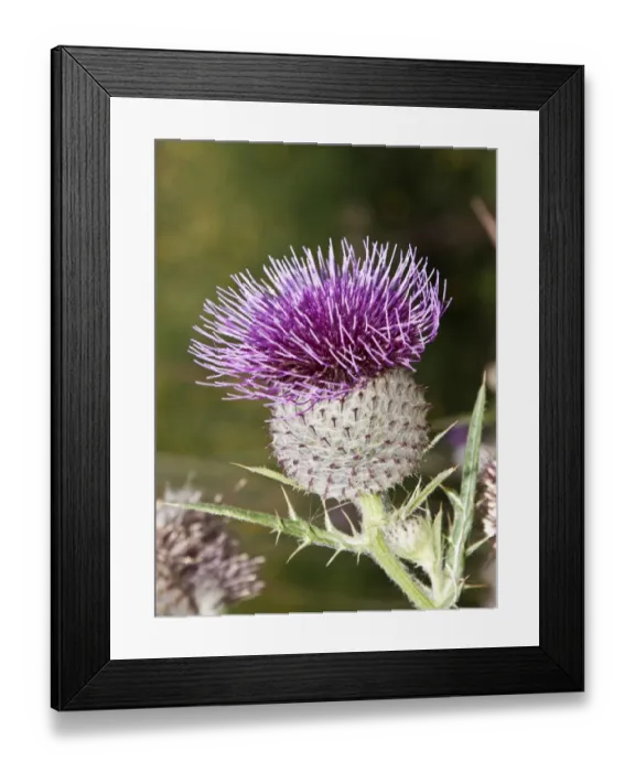 Framed Print : Woolly Thistle -Cirsium eriophorum- Framed Print : Woolly Thistle -Cirsium eriophorum-