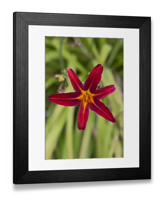 Framed Print : Daylily -Hemerocallis-, red Framed Print : Daylily -Hemerocallis-, red