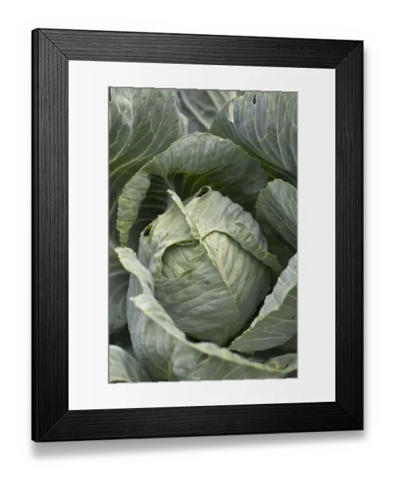 Framed Print : White cabbage -Brassica oleracea convar. capitata var. alba- Framed Print : White cabbage -Brassica oleracea convar. capitata var. alba-