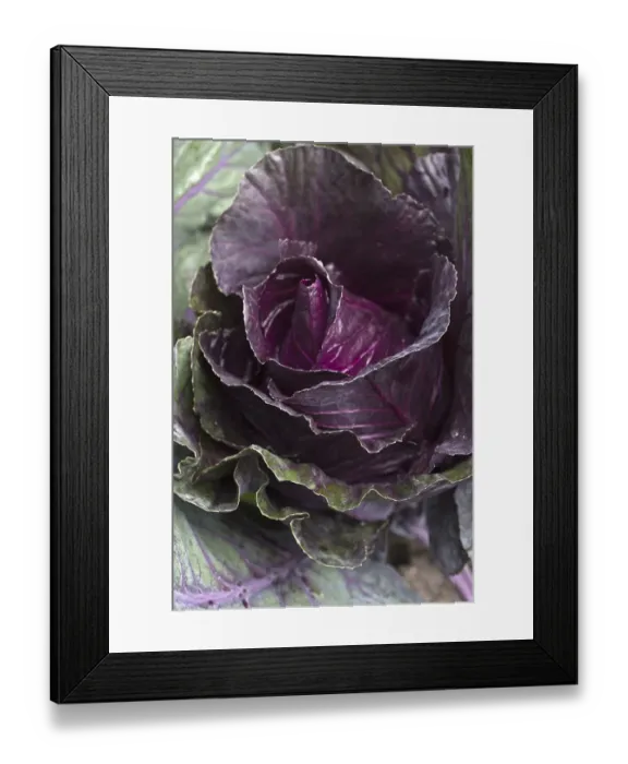 Framed Print : Red cabbage -Brassica oleracea convar. capitata var. rubra L. - Framed Print : Red cabbage -Brassica oleracea convar. capitata var. rubra L. -