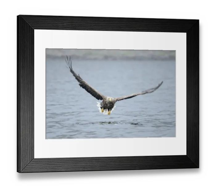 Framed Print : White-tailed Eagle or Sea Eagle -Haliaeetus albicilla- flying low over the sea, Lauvsnes, Flatanger, Nord-Trondelag, Trondelag, Norway Framed Print : White-tailed Eagle or Sea Eagle -Haliaeetus albicilla- flying low over the sea, Lauvsnes, Flatanger, Nord-Trondelag, Trondelag, Norway