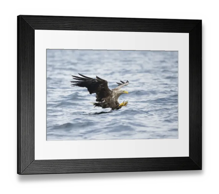 Framed Print : White-tailed Eagle or Sea Eagle -Haliaeetus albicilla- about to grab for a fish, Lauvsnes, Flatanger, Nord-Trondelag, Trondelag, Norway Framed Print : White-tailed Eagle or Sea Eagle -Haliaeetus albicilla- about to grab for a fish, Lauvsnes, Flatanger, Nord-Trondelag, Trondelag, Norway