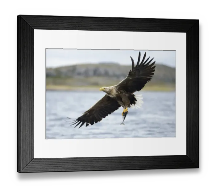 Framed Print : White-tailed Eagle or Sea Eagle -Haliaeetus albicilla- with outstretched wings flying away with a captured fish, Lauvsnes, Flatanger, Nord-Trondelag, Trondelag, Norway