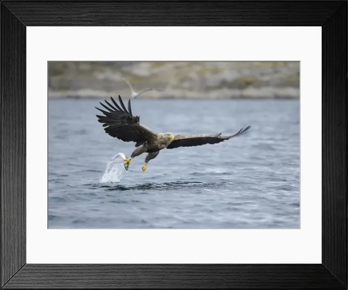 Framed Print : White-tailed Eagle or Sea Eagle -Haliaeetus albicilla- flying away with a captured fish, Lauvsnes, Flatanger, Nord-Trondelag, Trondelag, Norway Framed Print : White-tailed Eagle or Sea Eagle -Haliaeetus albicilla- flying away with a captured fish, Lauvsnes, Flatanger, Nord-Trondelag, Trondelag, Norway