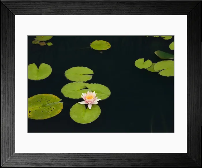 Framed Print : Pink and yellow Water Lily -Nymphaea- on the surface of a pond, Quebec Province, Canada Framed Print : Pink and yellow Water Lily -Nymphaea- on the surface of a pond, Quebec Province, Canada