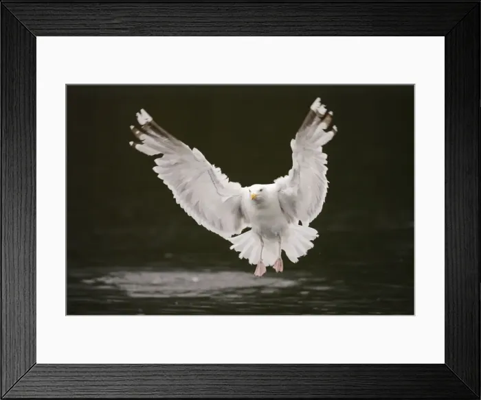 Framed Print : Herring Gull -Larus argentatus- flying above water, Lauvsnes, Flatanger, Nord-Trondelag, Trondelag, Norway Framed Print : Herring Gull -Larus argentatus- flying above water, Lauvsnes, Flatanger, Nord-Trondelag, Trondelag, Norway