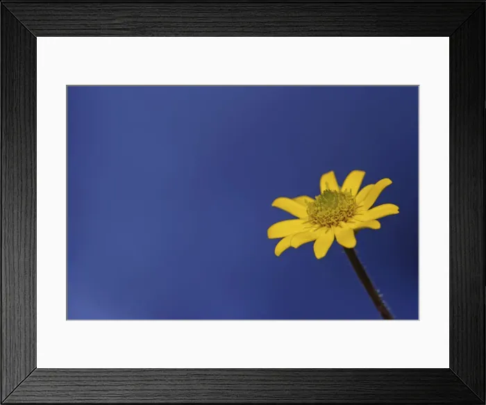 Framed Print : Flower head of a Creeping Zinnia -Sanvitalia procumbens solaris- Framed Print : Flower head of a Creeping Zinnia -Sanvitalia procumbens solaris-