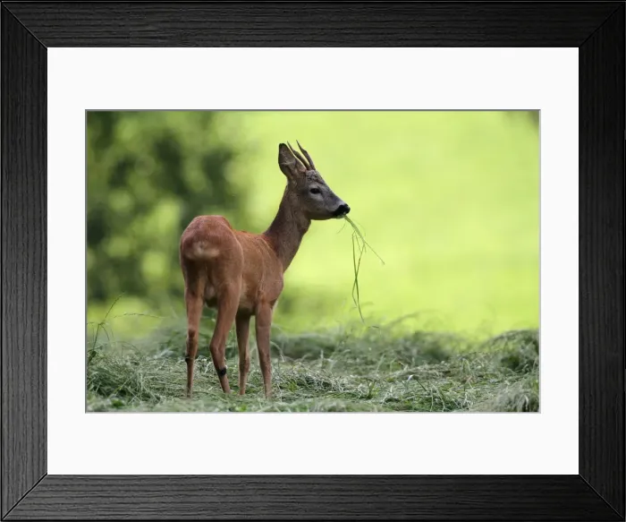 Framed Print : Roe deer -Capreolus capreolus-, young buck, Allgaeu, Bavaria, Germany, Europe Framed Print : Roe deer -Capreolus capreolus-, young buck, Allgaeu, Bavaria, Germany, Europe