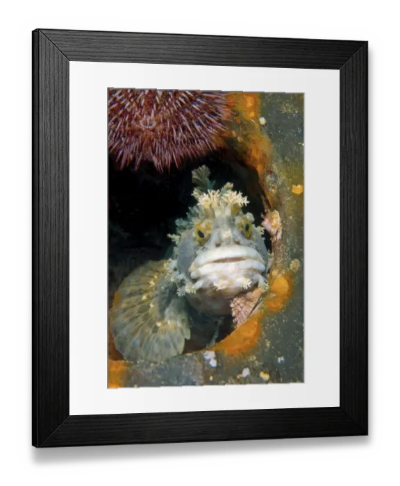Framed Print : Japanese warbonnet or Fringed blenny -Chirolophis japonicus-, Japan Sea, Primorsky Krai, Russian Federation, Far East Framed Print : Japanese warbonnet or Fringed blenny -Chirolophis japonicus-, Japan Sea, Primorsky Krai, Russian Federation, Far East