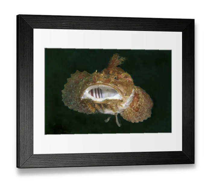 Framed Print : Sea Raven -Hemitripterus villosus-, Japan Sea, Primorsky Krai, Russian Federation, Far East Framed Print : Sea Raven -Hemitripterus villosus-, Japan Sea, Primorsky Krai, Russian Federation, Far East
