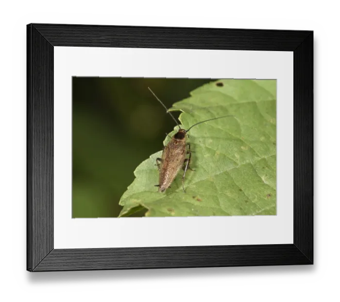 Framed Print : Dusky Cockroach -Ectobius lapponicus- Untergroeningen, Baden-Wuerttemberg, Germany, Europe