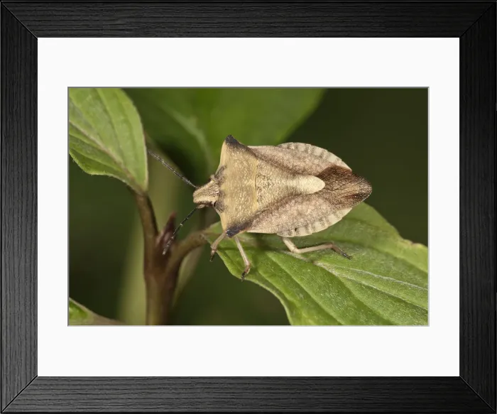 Framed Print : Shieldbug -Carpocoris fuscispinus- Untergroeningen, Baden-Wuerttemberg, Germany, Europe Framed Print : Shieldbug -Carpocoris fuscispinus- Untergroeningen, Baden-Wuerttemberg, Germany, Europe