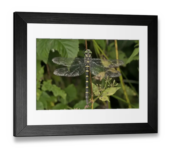 Framed Print : Sombre Goldenring -Cordulegaster bidentatus-, Untergroeningen, Baden-Wuerttemberg, Germany, Europe Framed Print : Sombre Goldenring -Cordulegaster bidentatus-, Untergroeningen, Baden-Wuerttemberg, Germany, Europe
