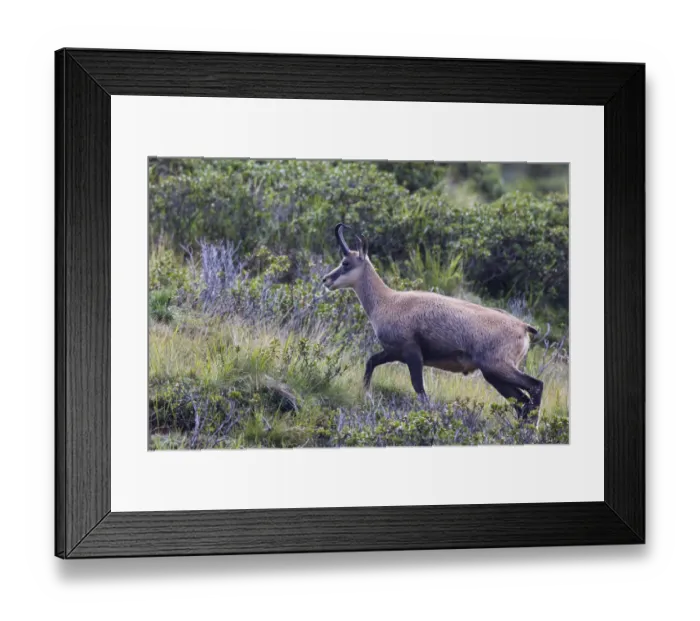 Framed Print : Chamois -Rupicapra rupicapra-, Stubai Valley, Tyrol, Austria Framed Print : Chamois -Rupicapra rupicapra-, Stubai Valley, Tyrol, Austria