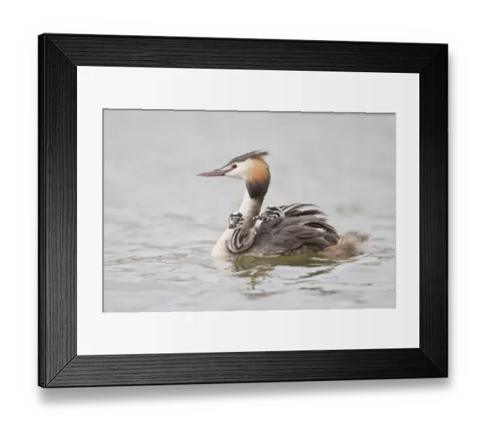 Framed Print : Great Crested Grebe -Podiceps cristatus- with two chicks in plumage, North Hesse, Hesse, Germany Framed Print : Great Crested Grebe -Podiceps cristatus- with two chicks in plumage, North Hesse, Hesse, Germany