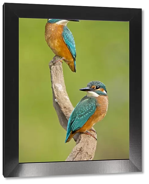 Kingfisher -Alcedo atthis-, young birds, Middle Elbe, Saxony-Anhalt, Germany