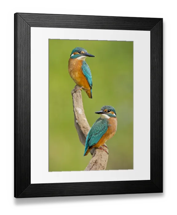 Framed Print : Kingfisher -Alcedo atthis-, young birds, Middle Elbe, Saxony-Anhalt, Germany