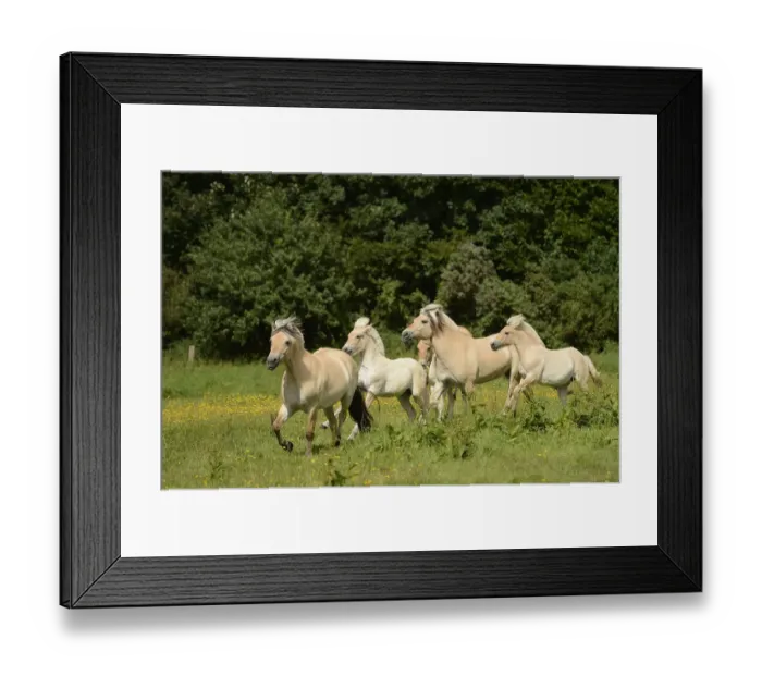 Framed Print : Fjord horses, Bergisch Gladbach-Refrath, North Rhine-Westphalia, Germany, Europe Framed Print : Fjord horses, Bergisch Gladbach-Refrath, North Rhine-Westphalia, Germany, Europe