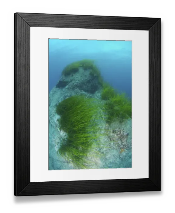 Framed Print : Eelgrass -Zostera marina-, Japan Sea, Primorsky Krai, Russian Federation, Far East Framed Print : Eelgrass -Zostera marina-, Japan Sea, Primorsky Krai, Russian Federation, Far East