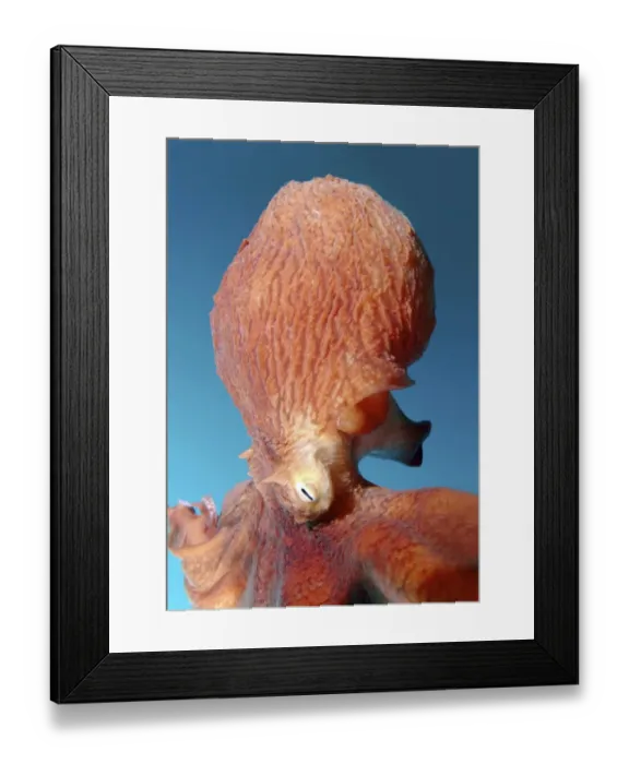 Framed Print : Giant Pacific octopus or North Pacific giant octopus -Enteroctopus dofleini-, Japan Sea, Primorsky Krai, Russian Federation, Far East Framed Print : Giant Pacific octopus or North Pacific giant octopus -Enteroctopus dofleini-, Japan Sea, Primorsky Krai, Russian Federation, Far East