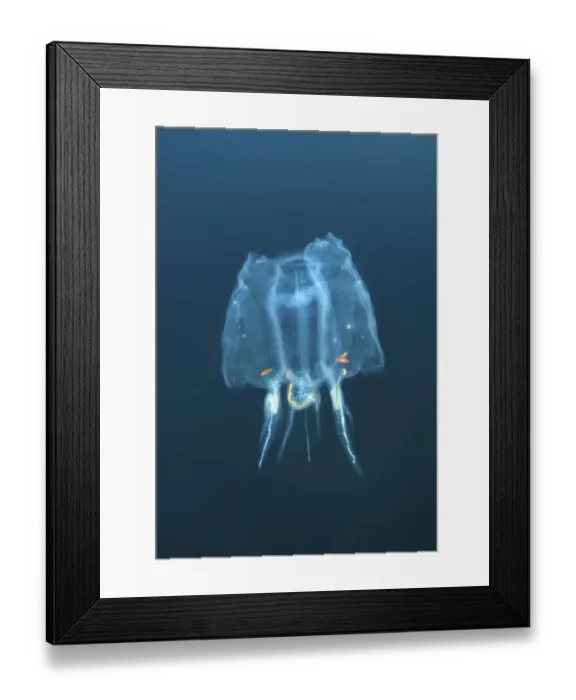 Framed Print : Colony Bakers cyclosalpa -cyclosalpa bakeri-, salp, Japan Sea, Primorsky Krai, Russian Federation, Far East Framed Print : Colony Bakers cyclosalpa -cyclosalpa bakeri-, salp, Japan Sea, Primorsky Krai, Russian Federation, Far East