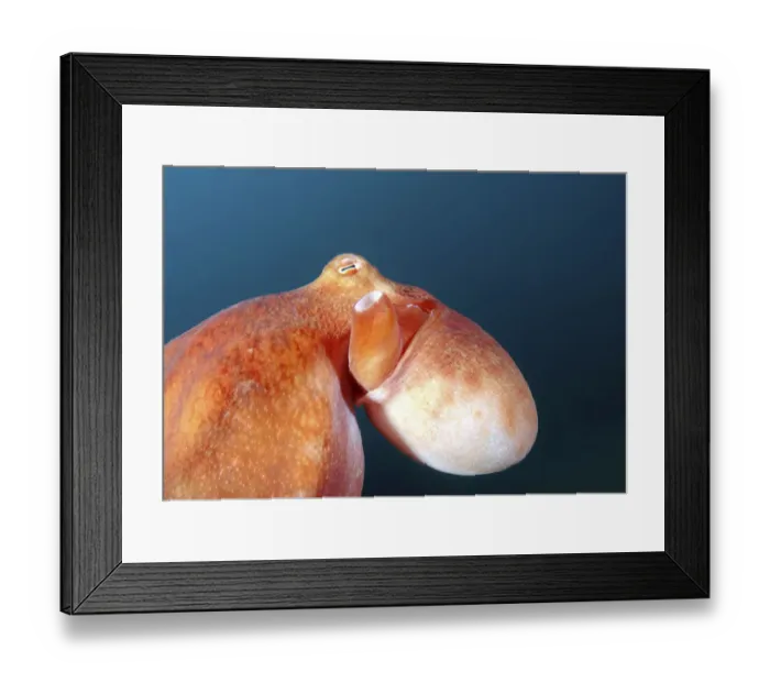 Framed Print : Giant Pacific octopus or North Pacific Giant octopus -Enteroctopus dofleini-, Japan Sea, Far East, Primorsky Krai, Russian Federation Framed Print : Giant Pacific octopus or North Pacific Giant octopus -Enteroctopus dofleini-, Japan Sea, Far East, Primorsky Krai, Russian Federation