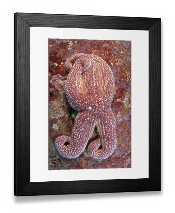 Framed Print : Starfish -Asterias rollestini-, Japan Sea, Far East, Primorsky Krai, Russian Federation