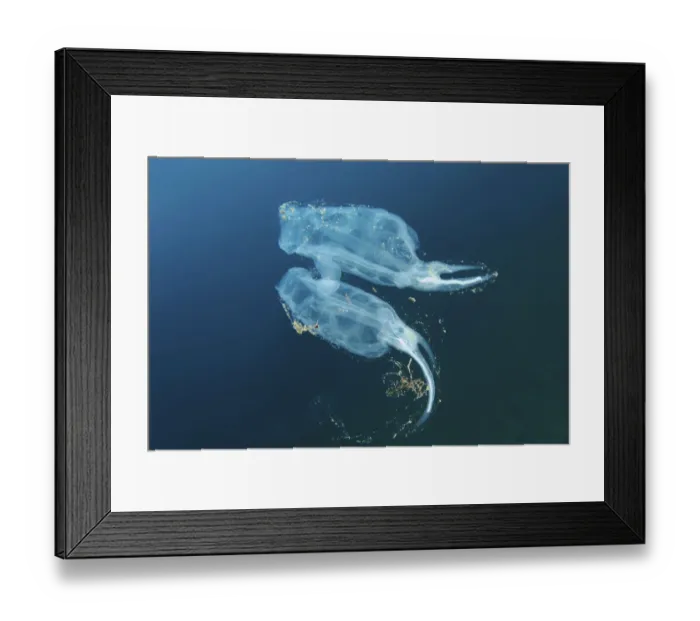 Framed Print : Two Bakers cyclosalps -Cyclosalpa bakeri-, Japan Sea, Primorsky Krai, Russian Federation
