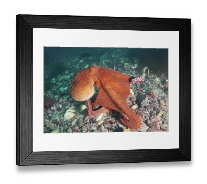Framed Print : Giant Pacific octopus or North Pacific giant octopus -Enteroctopus dofleini-, Japan Sea, Primorsky Krai, Russian Federation Framed Print : Giant Pacific octopus or North Pacific giant octopus -Enteroctopus dofleini-, Japan Sea, Primorsky Krai, Russian Federation