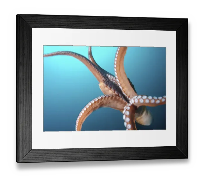 Framed Print : Giant Pacific octopus or North Pacific giant octopus -Enteroctopus dofleini-, Japan Sea, Primorsky Krai, Russian Federation Framed Print : Giant Pacific octopus or North Pacific giant octopus -Enteroctopus dofleini-, Japan Sea, Primorsky Krai, Russian Federation