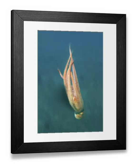 Framed Print : Giant Pacific octopus or North Pacific giant octopus -Enteroctopus dofleini-, Japan Sea, Primorsky Krai, Russian Federation