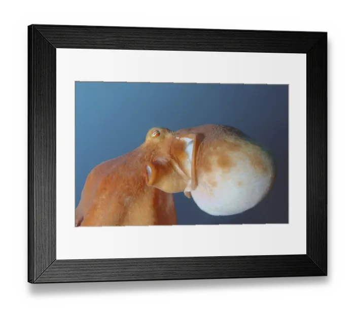 Framed Print : Giant Pacific octopus or North Pacific giant octopus -Enteroctopus dofleini-, Japan Sea, Primorsky Krai, Russian Federation Framed Print : Giant Pacific octopus or North Pacific giant octopus -Enteroctopus dofleini-, Japan Sea, Primorsky Krai, Russian Federation