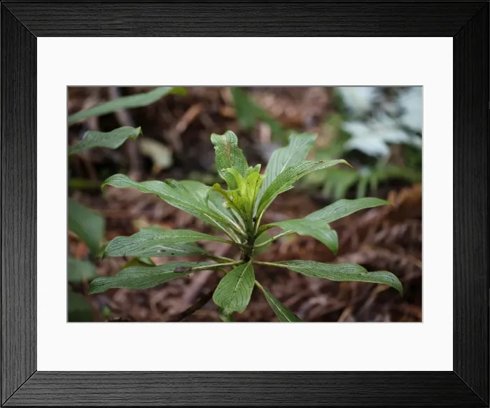 Framed Print : Kanawao -Broussaisia arguta-, Volcano Village, Big Island, Hawaii, USA Framed Print : Kanawao -Broussaisia arguta-, Volcano Village, Big Island, Hawaii, USA
