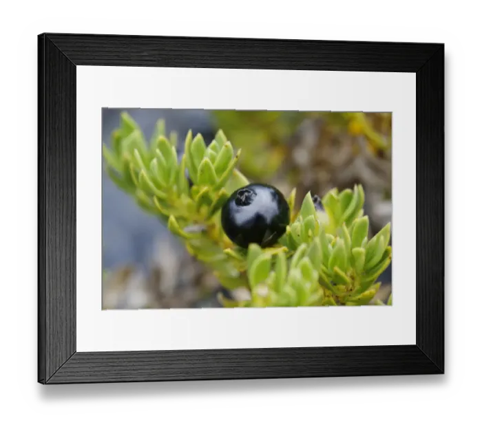 Framed Print : Kukaenene -Coprosma ernodeoides-, berry, Mauna Ulu, Hawaii Volcanoes National Park, Big Island, Hawaii, USA Framed Print : Kukaenene -Coprosma ernodeoides-, berry, Mauna Ulu, Hawaii Volcanoes National Park, Big Island, Hawaii, USA