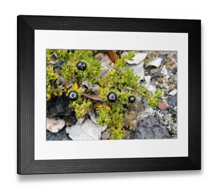 Framed Print : Kukaenene -Coprosma ernodeoides-, berries, Mauna Ulu, Hawaii Volcanoes National Park, Big Island, Hawaii, USA Framed Print : Kukaenene -Coprosma ernodeoides-, berries, Mauna Ulu, Hawaii Volcanoes National Park, Big Island, Hawaii, USA
