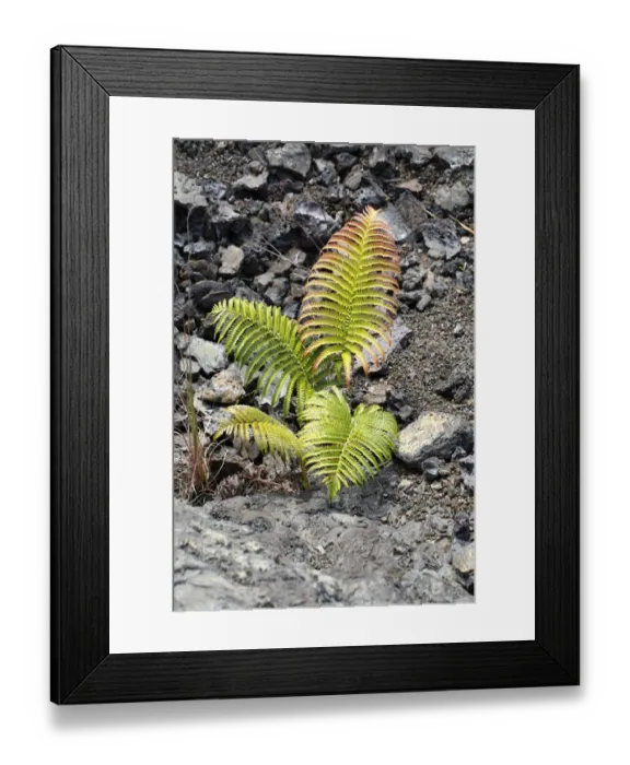 Framed Print : Ama u fern -Sadleria cyatheoides-, endemic to Hawaii, volcanic zone, Mauna Ulu, Hawaiʻi Volcanoes National Park, Big Island, Hawaii, USA Framed Print : Ama u fern -Sadleria cyatheoides-, endemic to Hawaii, volcanic zone, Mauna Ulu, Hawaiʻi Volcanoes National Park, Big Island, Hawaii, USA