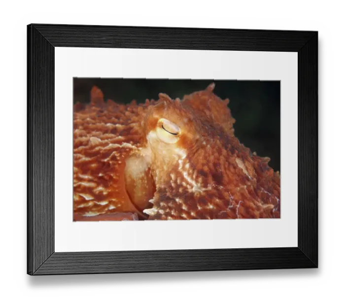 Framed Print : Giant Pacific Octopus, North Pacific Giant Octopus -Enteroctopus dofleini-, Sea of Japan, Primorsky Krai, Russia Framed Print : Giant Pacific Octopus, North Pacific Giant Octopus -Enteroctopus dofleini-, Sea of Japan, Primorsky Krai, Russia