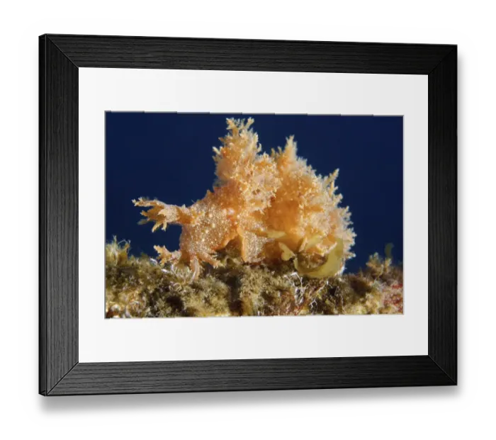 Framed Print : Robust frond-aeolis nudibranch -Dendronotus robustus-, Sea of Japan, Primorsky Krai, Russian Far East, Russian Federation Framed Print : Robust frond-aeolis nudibranch -Dendronotus robustus-, Sea of Japan, Primorsky Krai, Russian Far East, Russian Federation
